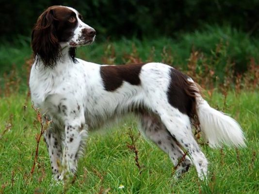 French Spaniels in the UK