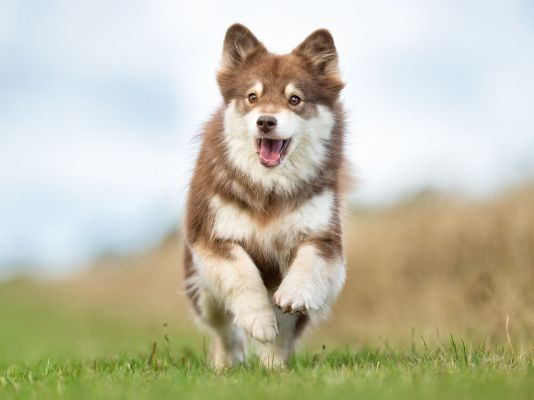 Finnish Lapphunds in the UK