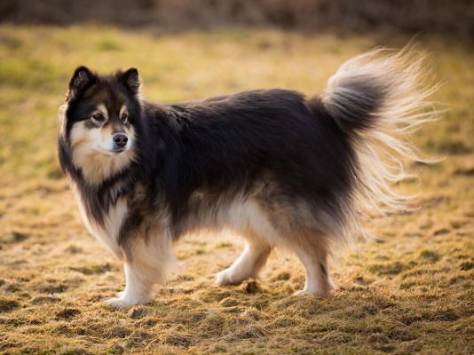 Finnish Lapphunds in Great Britain