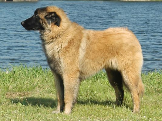 Estrela Mountain Dog Breed