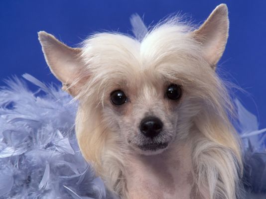 Chinese Crested Breed