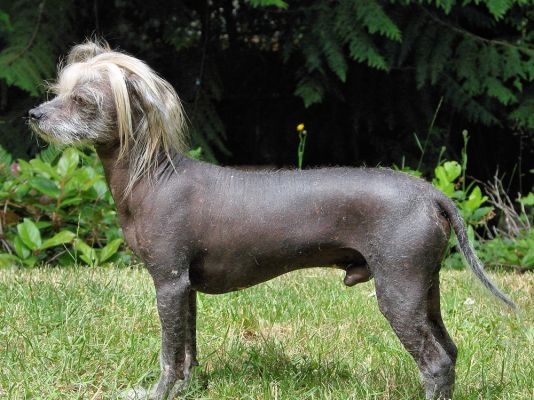 Chinese Crested in the UK
