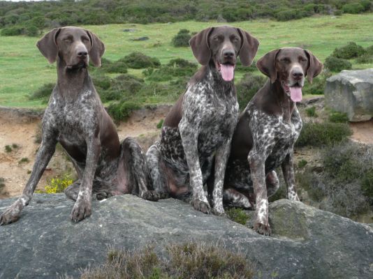 German Shorthaired Pointer in the UK