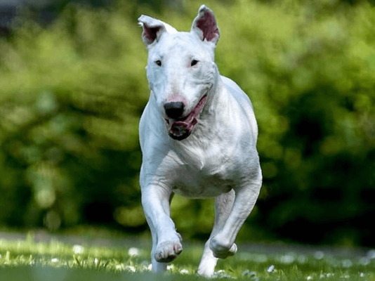 English Bull Terriers in Great Britain