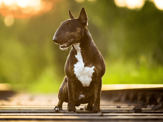 English Bull Terriers in the UK