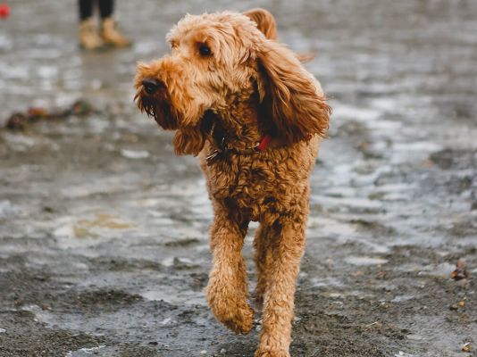 Goldendoodle in the UK