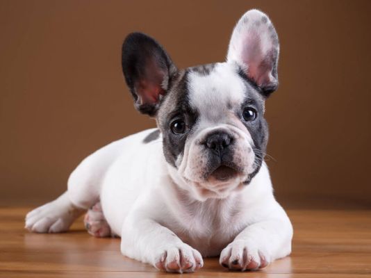 French Bulldogs in the UK