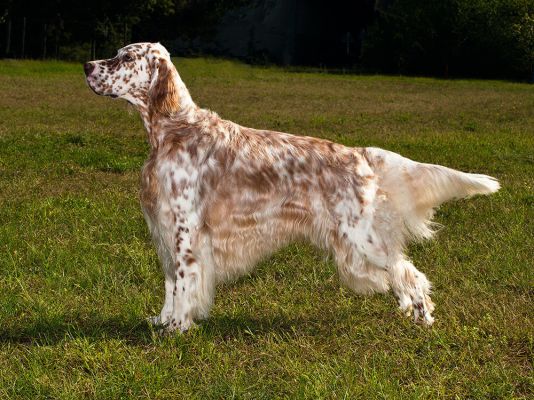 English Setters in Great Britain