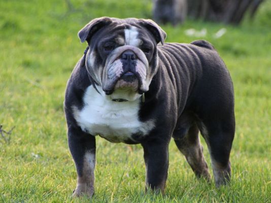 English Bulldog Dog Breed | UKPets