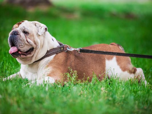 English Bulldog Dog Breed