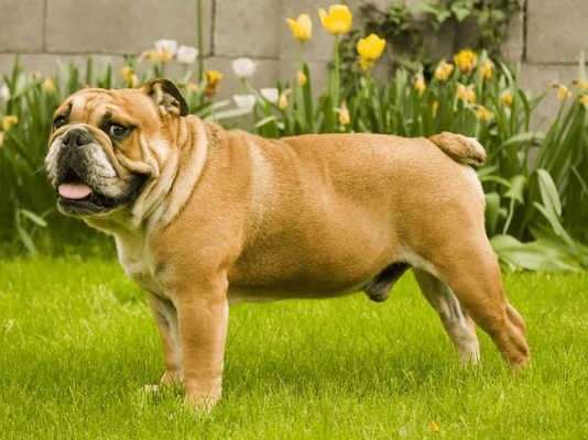 English Bulldog in Great Britain