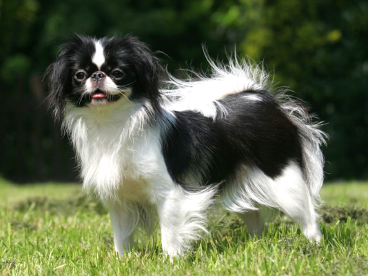 Japanese Chin in the UK