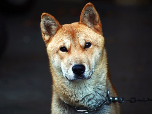 Korean Jindo Dog Breed
