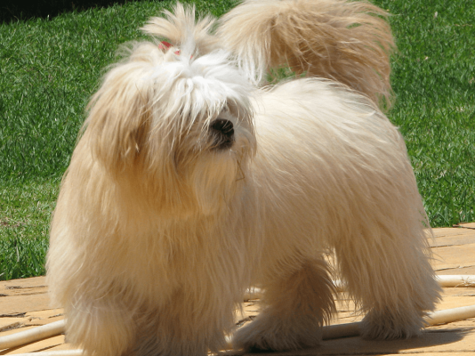 Lhasa Apso in the UK