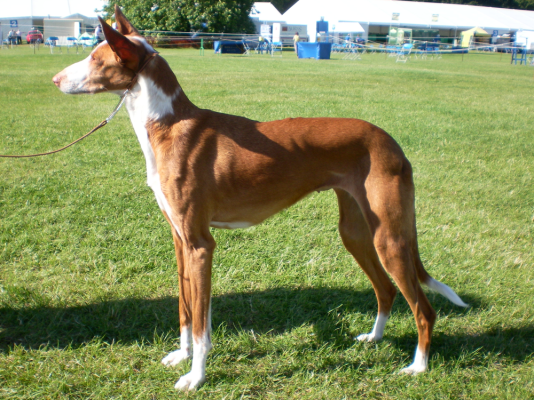 Ibizan Hounds in the UK