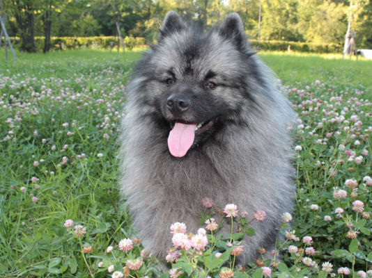 Keeshond Dogs