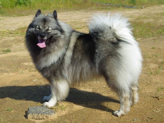 Keeshond in Great Britain