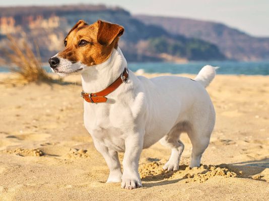 Jack Russell Dog