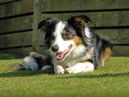 Welsh Collie in the UK