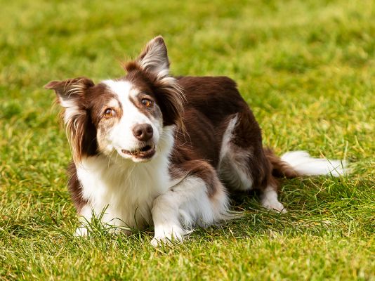 Welsh Collie in Great Britain