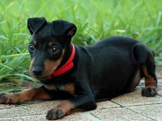 Manchester Terrier Dogs