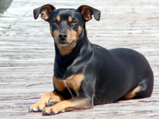 Manchester Terrier Breed