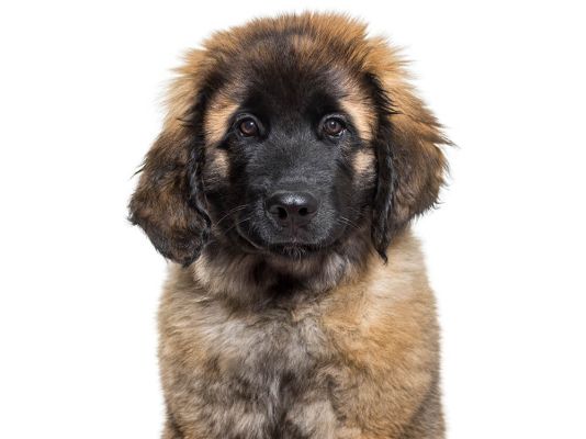 Leonbergers in the UK
