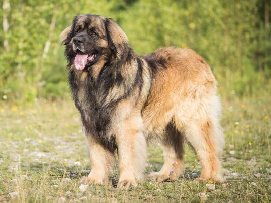 Leonberger in the UK