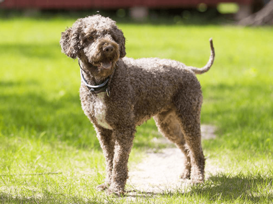 Lagotto Romagnolos in the UK
