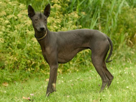 Mexican Hairless Breed