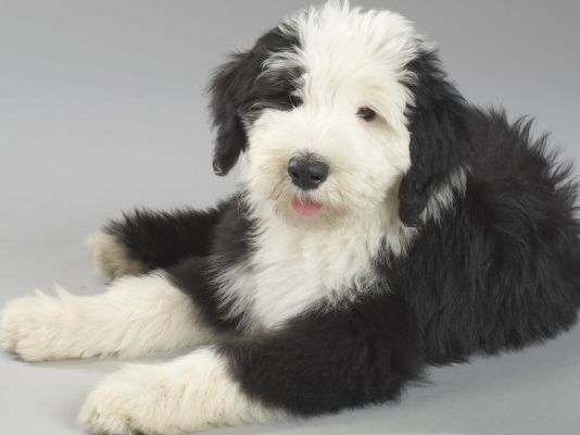 Old English Sheepdog in Great Britain