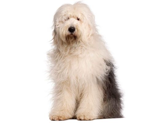 Old English Sheepdogs in Great Britain