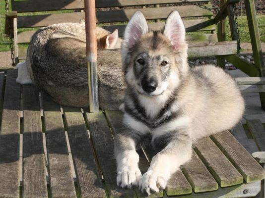 Northern Inuit in the UK