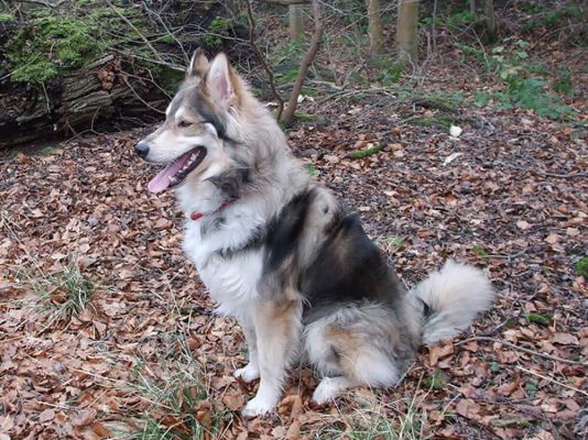Northern Inuit Breed