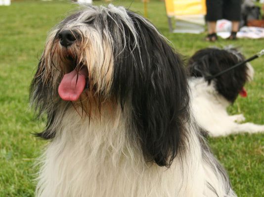 Polish Lowland Sheepdogs in the UK