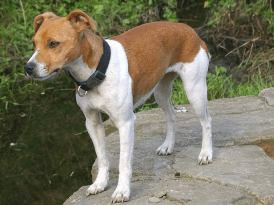 Plummer Terrier in Great Britain