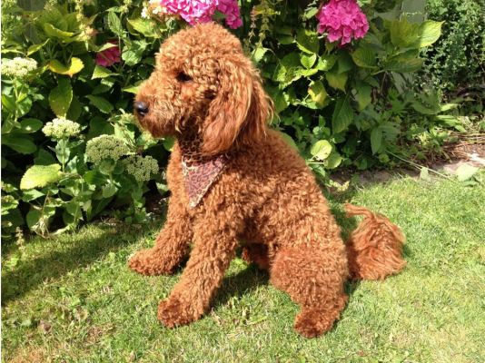 Miniature Poodle in the UK