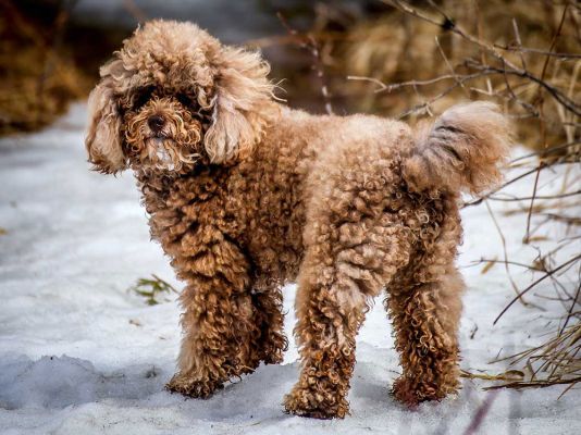 Miniature Poodle in Great Britain