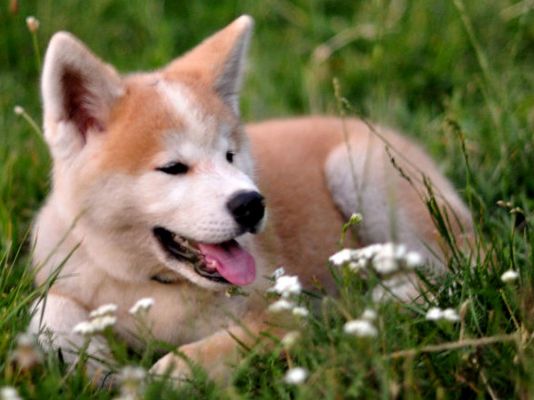 Akita Dog Breed