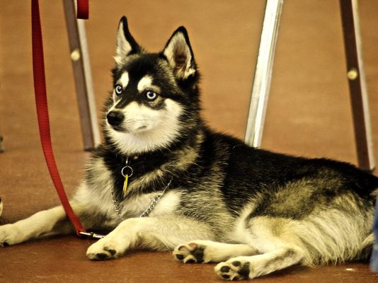 Alaskan Klee Kai Dog Breed