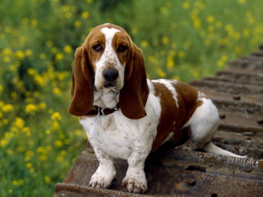 Basset Hounds in Great Britain