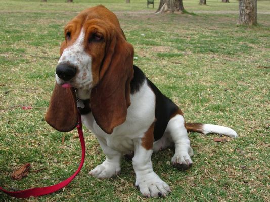 Basset Hounds in the UK