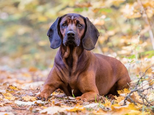 Bavarian Mountain Hounds in the UK