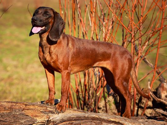 Bavarian Mountain Hounds in Great Britain