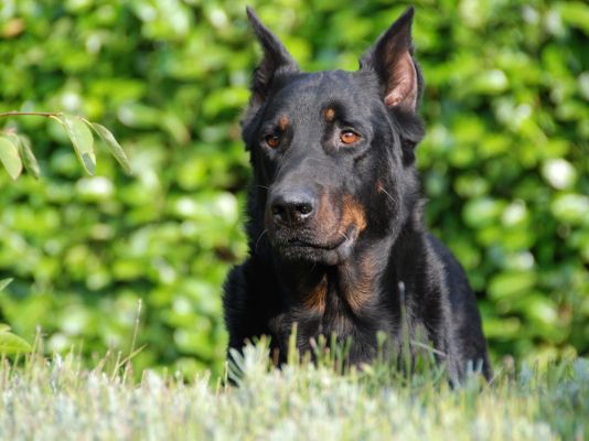 Beauceron in the UK