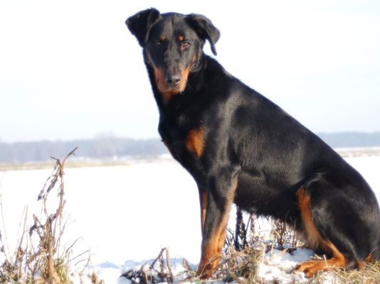 Beaucerons in the UK