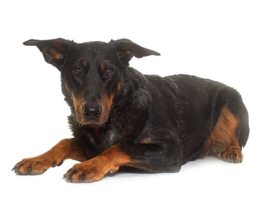Beauceron in Great Britain