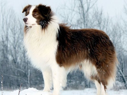 Border Collies in the UK