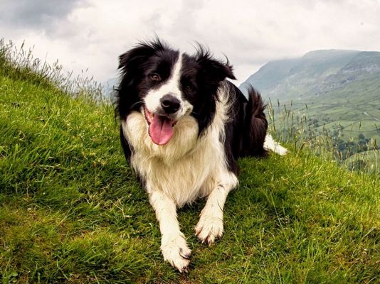 Border Collie in the UK