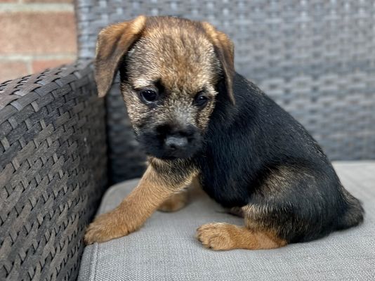 Border Terrier in Great Britain